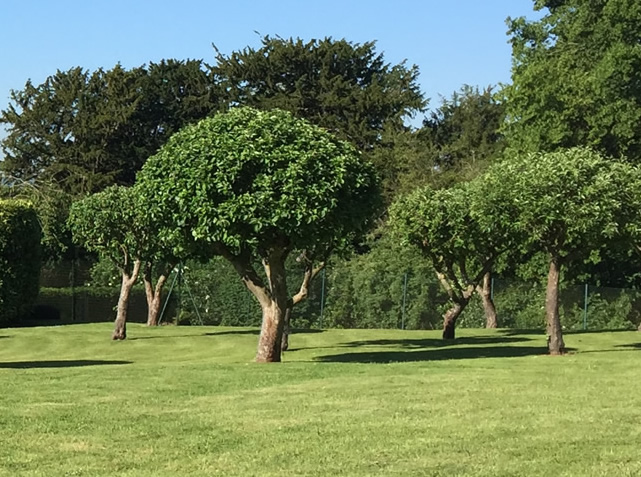 Tree Surgery & Hedge Cutting
