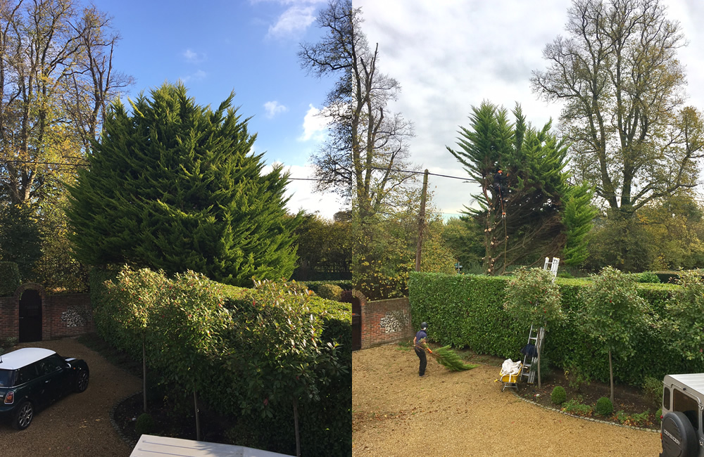 Tree Surgery & Hedge Cutting