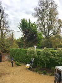 Tree Surgery & Hedge Cutting, Oxfordshire, Berkshire
